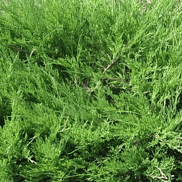 Можжевельник казацкий  Mas