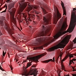 Молодило гибридное Othello