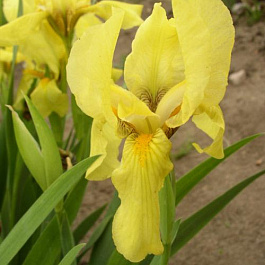 Ирис карликовый Эксельза