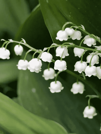 Ландыш майский Doreen