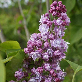 Сирень обыкновенная Память о Вавилове