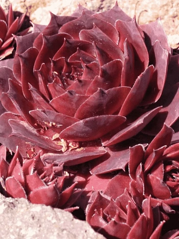 Молодило гибридное Othello