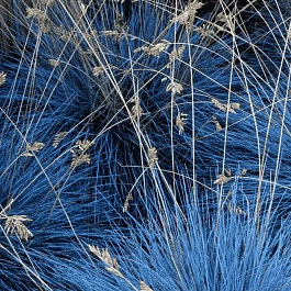 Овсяница сизая Blue Select