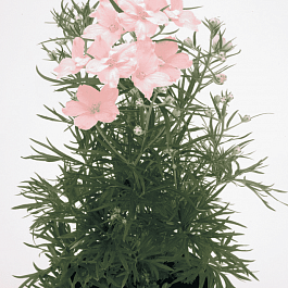 Дельфиниум  культурный Summer Morning