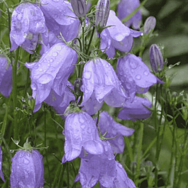 Колокольчик круглолистный Olympica