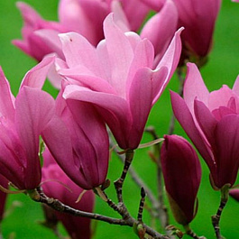 Магнолия звездчатая Гэлэкси