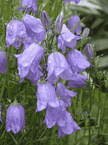 Колокольчик круглолистный Olympica