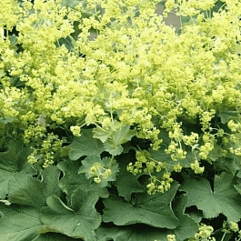 Манжетка мягкая Robustica