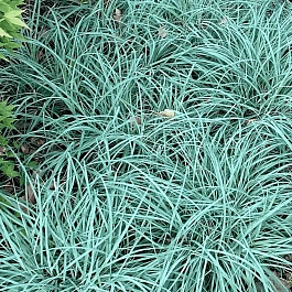 Осока повислая Blue Zinger