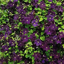 Клематис гибридный Negritianka