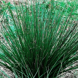 Ситник развесистый