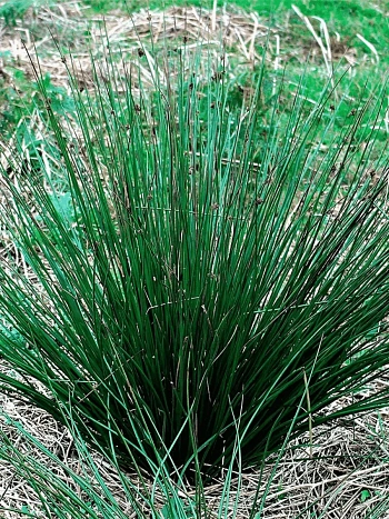 Ситник развесистый