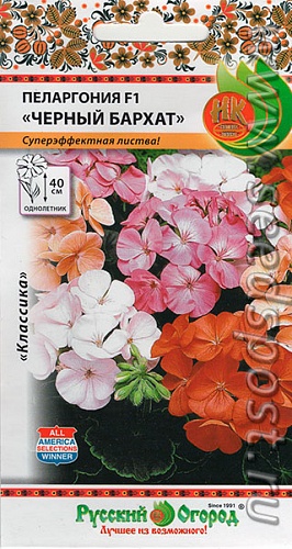 Пеларгония Черный Бархат F1