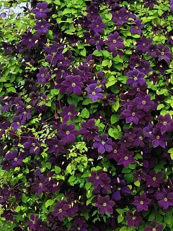 Клематис гибридный Negritianka