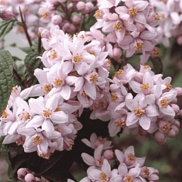 Дейция гибридная Mont Rose