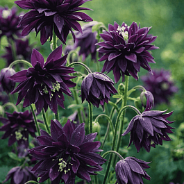 Аквилегия обыкновенная Barlow Black