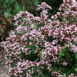 Душица обыкновенная Diabolo