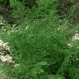 Щитовник мужской Linearis Polydactilon