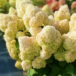 Гортензия метельчатая Diamantino