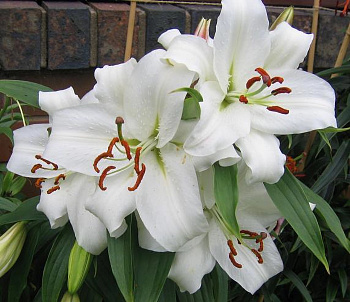 Лилия восточная Касабланка