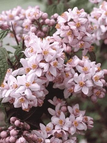 Дейция гибридная Mont Rose