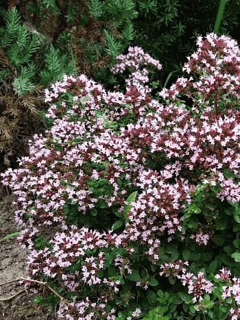 Душица обыкновенная Diabolo