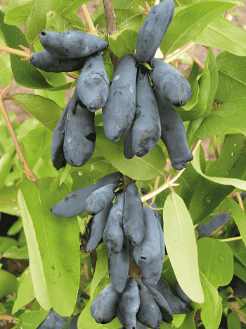 Жимолость плодовая Мичуринское диво