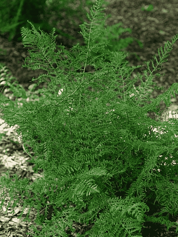 Щитовник мужской Linearis Polydactilon