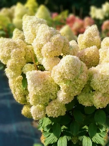 Гортензия метельчатая Diamantino