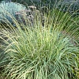 Молиния голубая Carmarthen