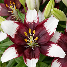 Лилия азиатская горшечная Тайни Падхай