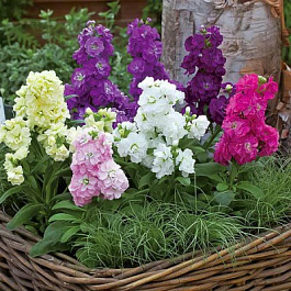 Маттиола Хармони микс