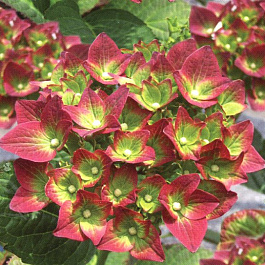 Гортензия крупнолистовая Грин Шадоу