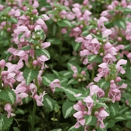 Яснотка крапчатая Shell Pink