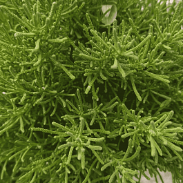 Сантолин Oliver