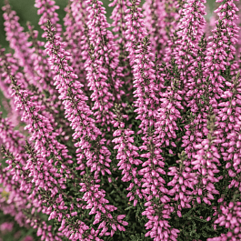 Вереск обыкновенный Lisbeth