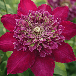 Клематис Temptation