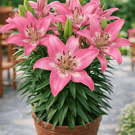 Лилия Trendy Nicosia