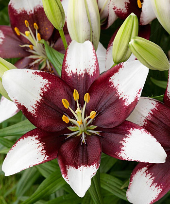 Лилия азиатская горшечная Тайни Падхай