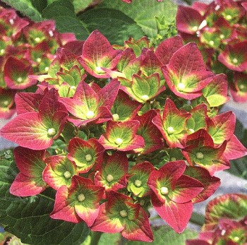 Гортензия крупнолистовая Грин Шадоу