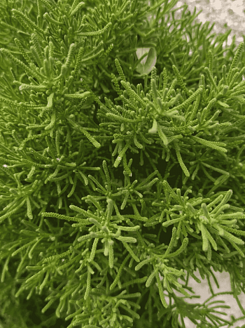 Сантолин Oliver