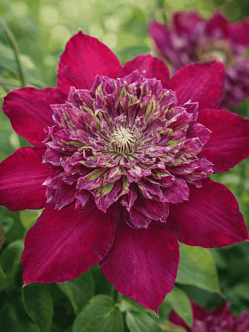 Клематис Temptation