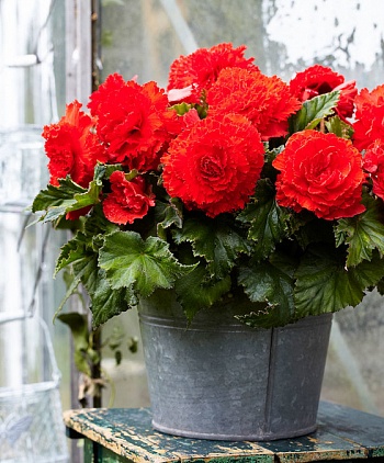 Бегония Клубневая Fimbriata Red