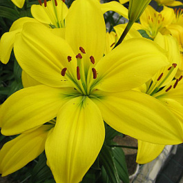 Лилия азиатская Мона НАБОР 2ШТ (2+2)