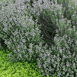 Тимьян обыкновенный Compactus