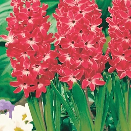 Гиацинт Red Magic