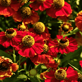 Гелениум осенний Rubinzwerg