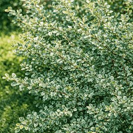 Барбарис Тунберга Silver Beauty