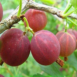 Крыжовник Мускатный Крыжовник Мускатный