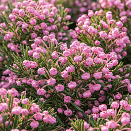 Андромеда многолистная Blue Ice